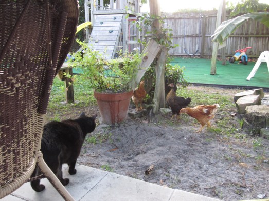 cat, pets, chickens, backyard chickens, urban farm