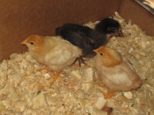 chickens, backyard chickens, farming, urban farm