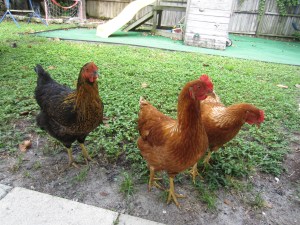 chickens, eggs, coop, pets